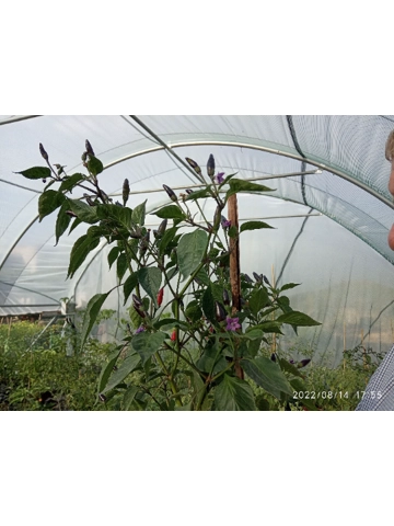 10+  Semi/Seeds Pepper Kala Morich