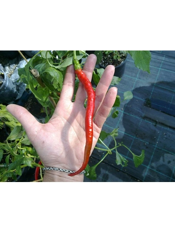 10 Plus Semi/Seeds Lazzaretto Abruzzese