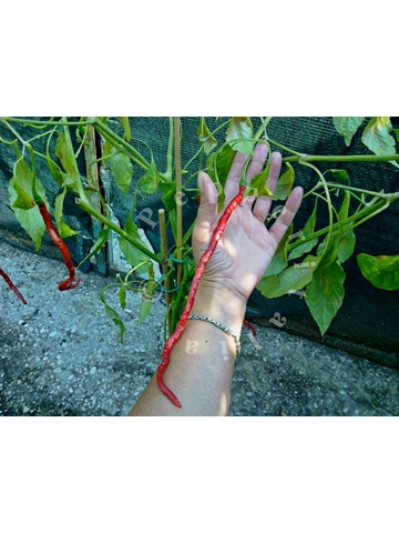 10 Plus Semi/Seeds Thunder Mountain Longhorn