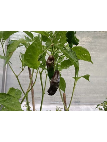 10+ Semi/Seeds Machu Pichu