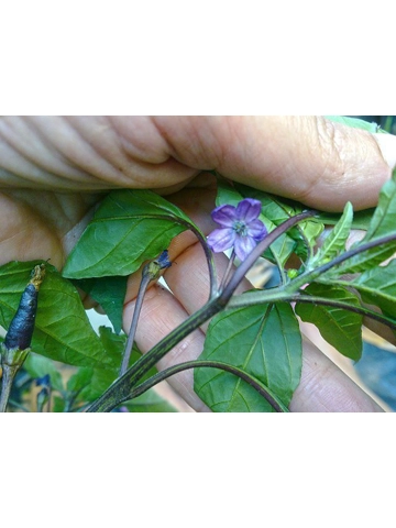 10 Plus Semi/Seeds Maui Purple