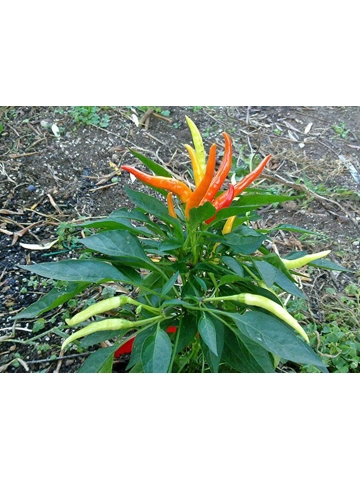 10 Plus Semi/Seeds Medusa