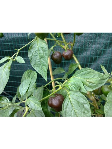 7 Plus Semi/Seeds Rocoto Brown