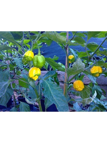 10 Plus Semi/Seeds Trinidad Moruga Scorpion Yellow