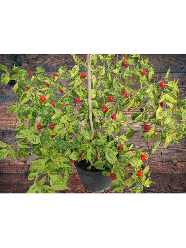 10+ Semi/Seeds Pepper Ninfadora