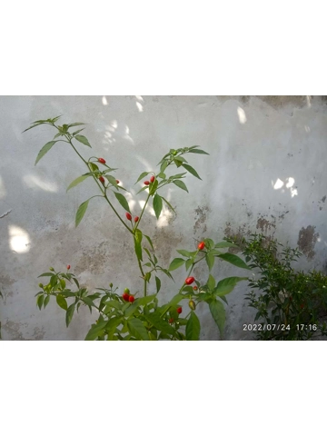 10+  Semi/Seeds Numex bailey piquin