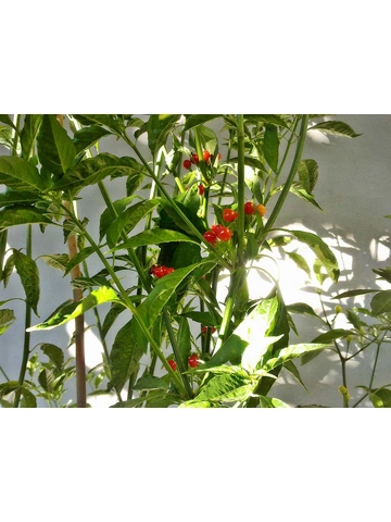 10+  Semi Olho De Peixe