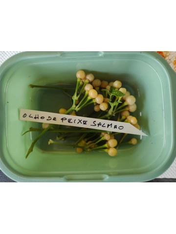 7+ Semi Olho De Peixe salmao