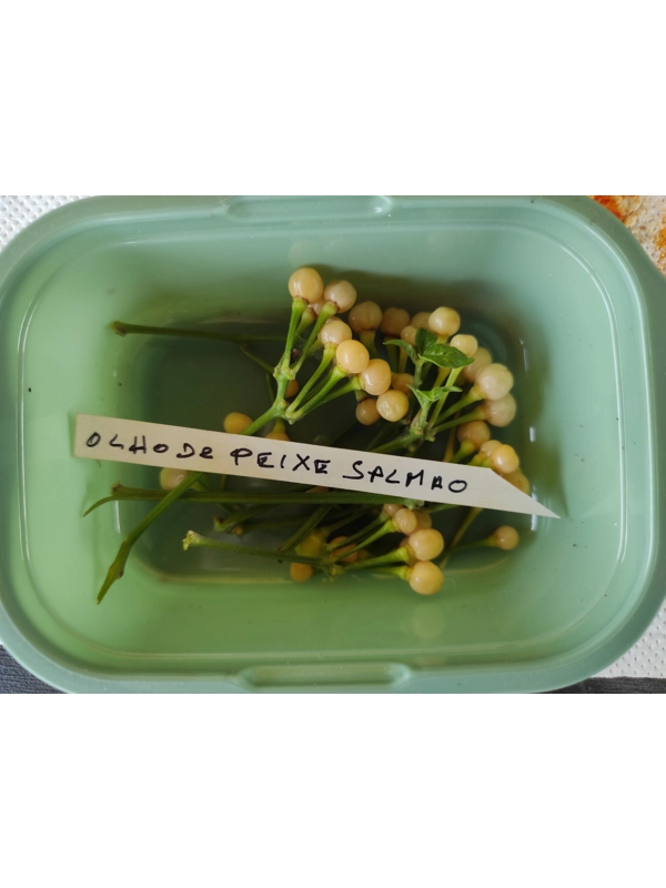 7+ Semi Olho De Peixe salmao