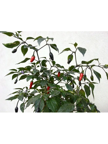 10 Plus Semi/Seeds Orozco