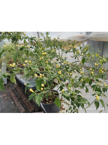 10+  Semi Pallino Giallo