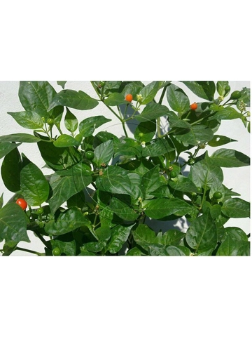 10 Plus Semi/Seeds Pea