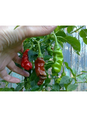 10+  Semi/Seeds Peter Pepper Red