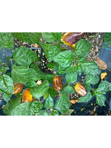 10 Plus Semi/Seeds Pimenta Puma