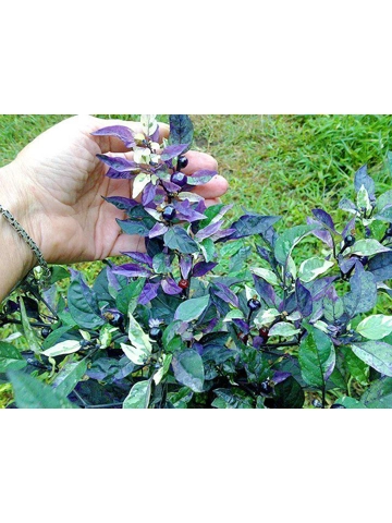 10 Plus Semi/Seeds Purple Flash