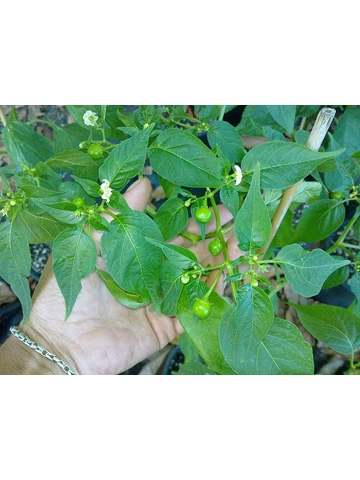 7 Plus Semi/Seeds Quintisho Var Baccatum