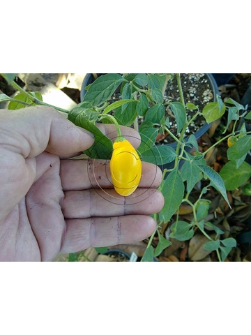 10 Plus semi/Seeds Rocoto Mini Yellow