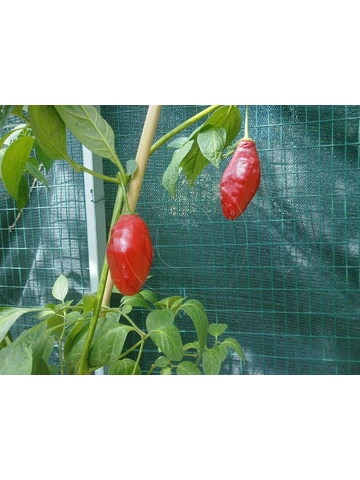 10 Plus Semi/Seeds Rocoto Montufar