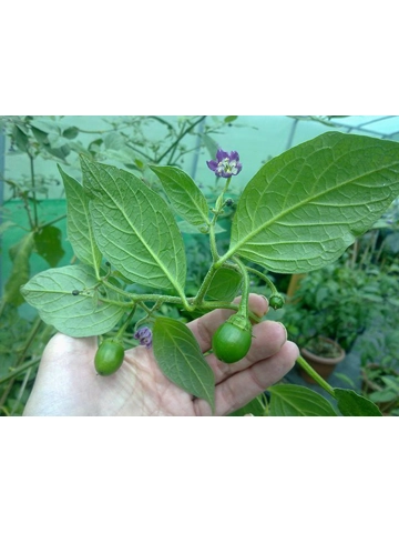 10+  Semi/Seeds Mini Rocoto Red