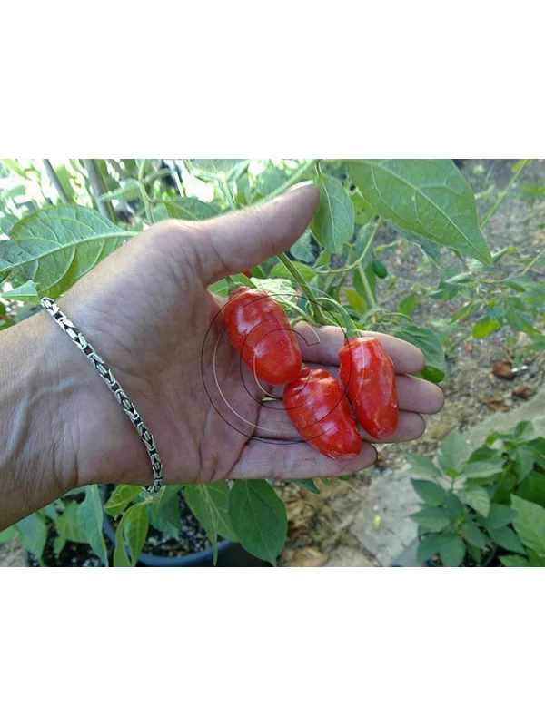 10 Plus Semi/Seeds Rocoto Red