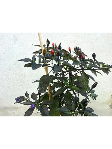 10 Plus Semi/Seeds Royal Black