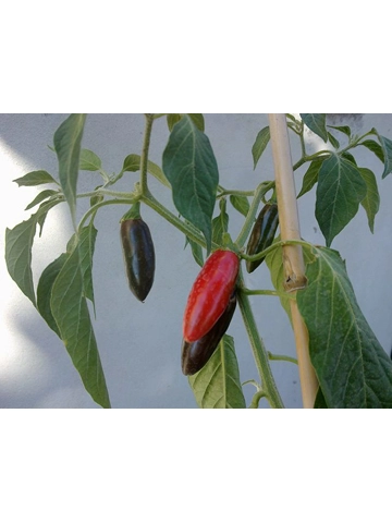 10 Plus Semi/Seeds Serrano