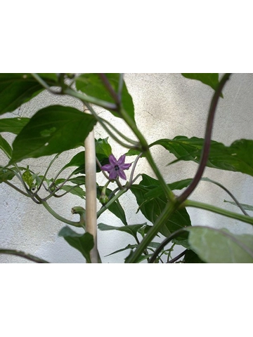 10 Plus Semi/Seeds Serrano Purple