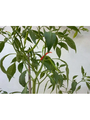 10 Plus Semi/Seeds Siling Spindly