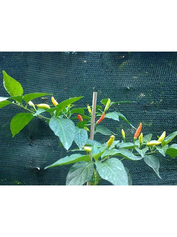 10 Plus Semi/Seeds tabasco