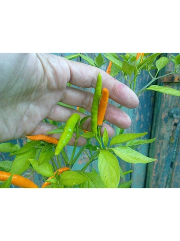 10 Plus Semi/Seeds Thai Orange