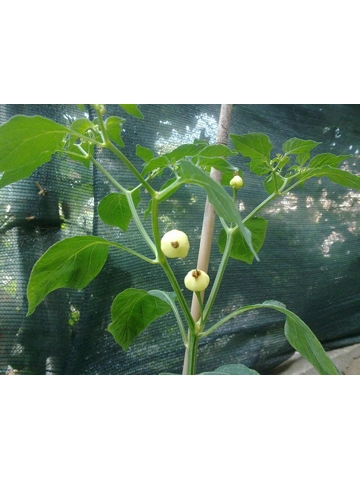 10 Plus Semi/Seeds Trepadeira Do Werner