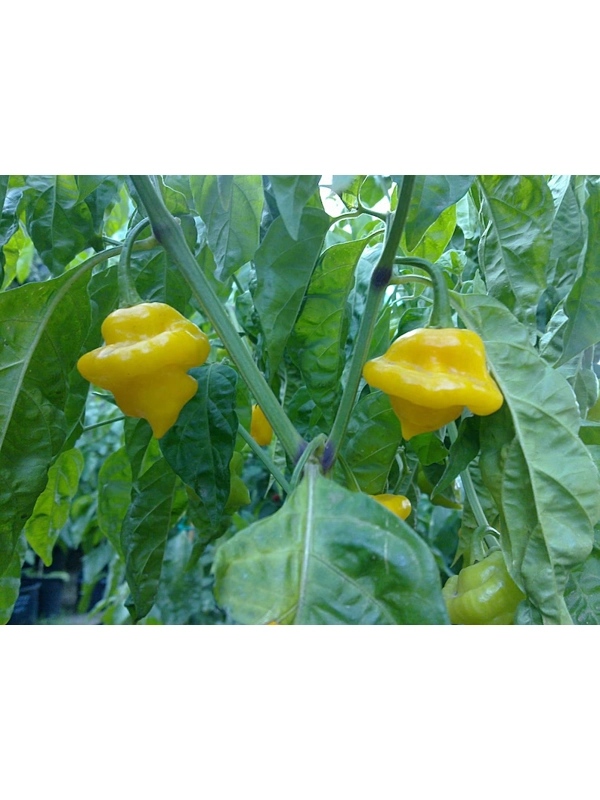 10+ Semi/Seeds Trinidad perfume