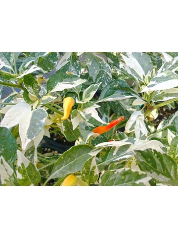 10 Plus Semi/Seeds Uchu Cream