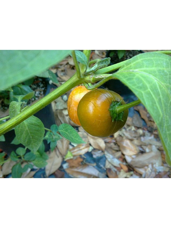 10 Plus Semi/Seeds Ulupica Giant