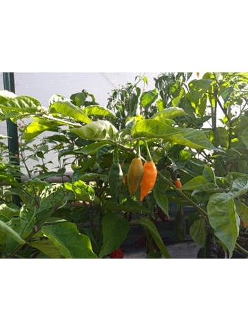 7+ Semi/Seeds Vanuatu