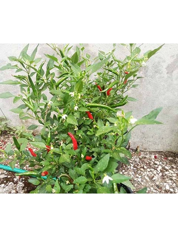 10+  Semi Peperoncino Diavolicchio, Peperoncino Vietato