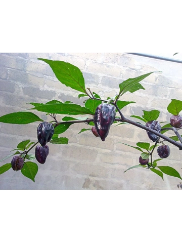 10 Plus Semi/Seeds Yaki Blue