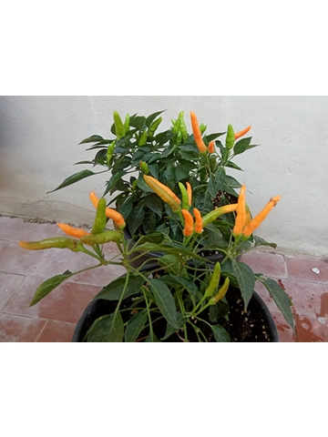 10+  Semi/Seeds Pepper Yatsu