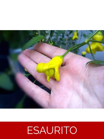 10+  Semi/Seeds Yellow Bell