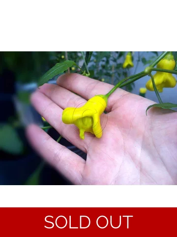 10+  Semi/Seeds Yellow Bell