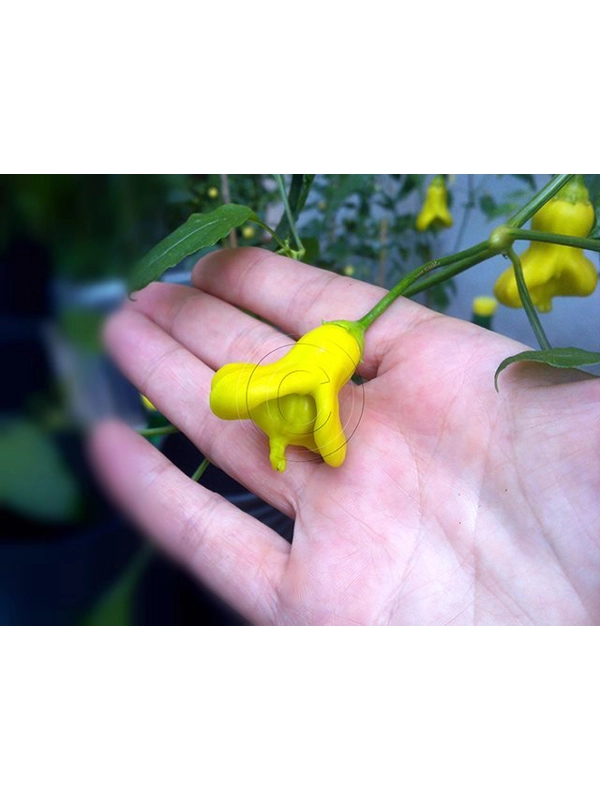 10 Plus Semi/Seeds Yellow Bell