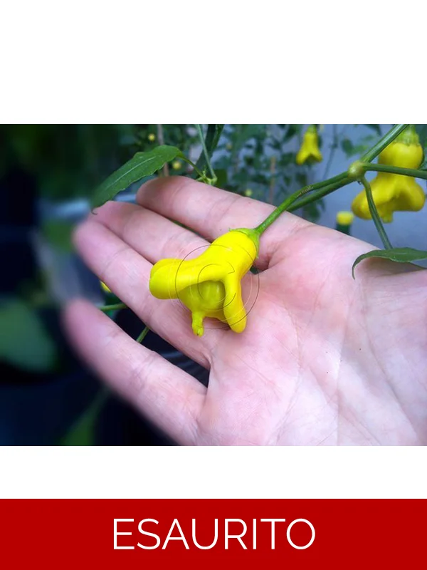 10+  Semi/Seeds Yellow Bell