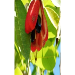 Ackee