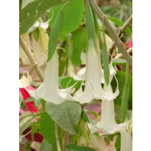 Angel's Trumpet