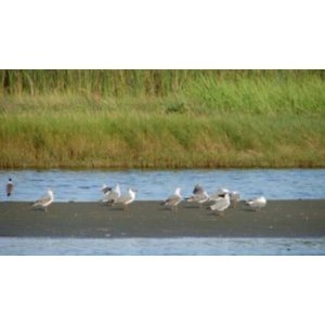 Birds of Bakau Environmental Essence