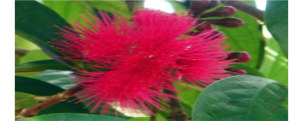 Ethiopian Apple Essence