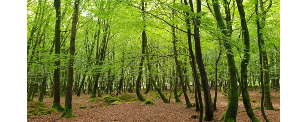 New Forest Environmental Essence