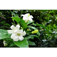 Orange Jasmine