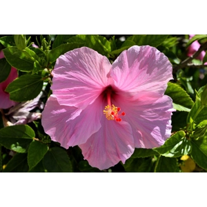 Pink Hibiscus