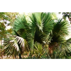Saw Palmetto